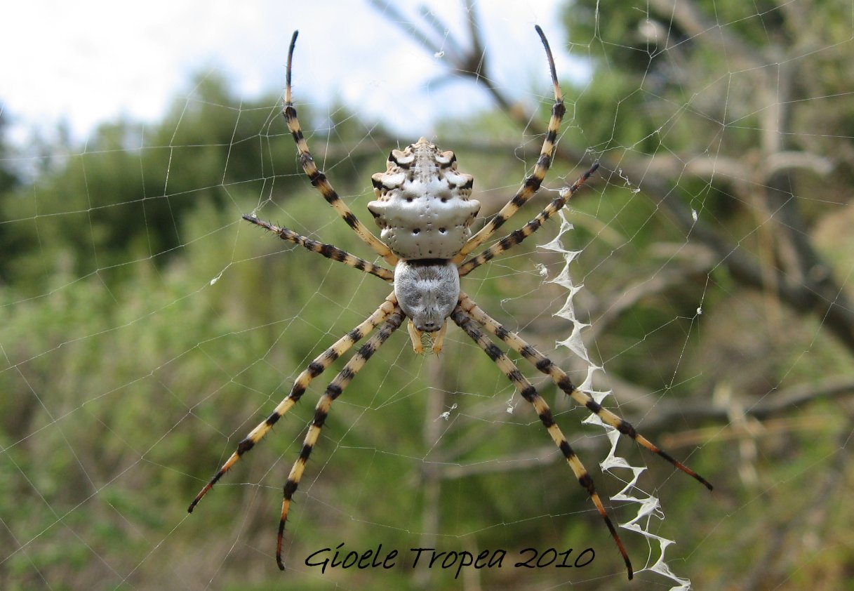 Argiope lobata